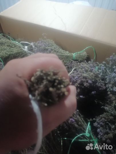 Мята болотная омбало