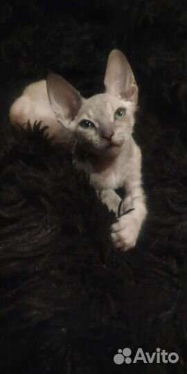 Канадский сфинкс котенок мальчик войлок