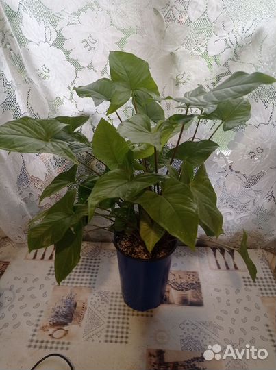 Комнатные растения