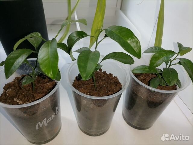 Мандариновое деревце