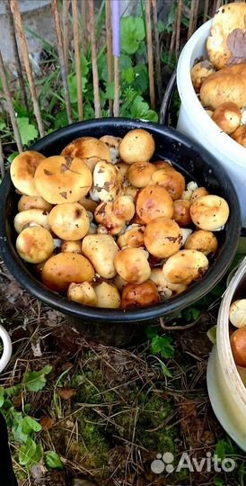 Грибы кулачки для засолки