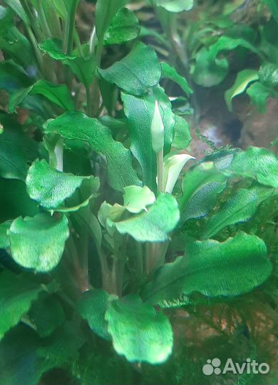 Буцефаландры