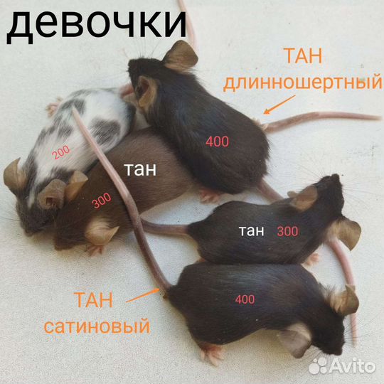 Декоративные мыши