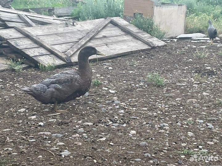 Руанские утки-утята