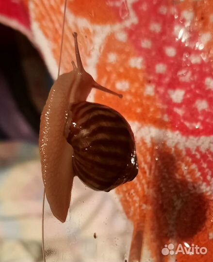 Домашняя улитка Ахатина