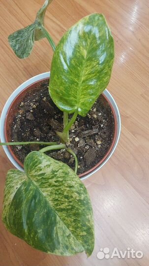 Фикус, филодендрон