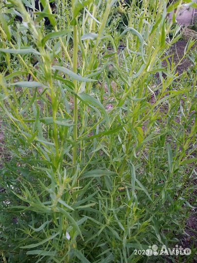 Многолетники садовые - мята, тархун (эстрагон)