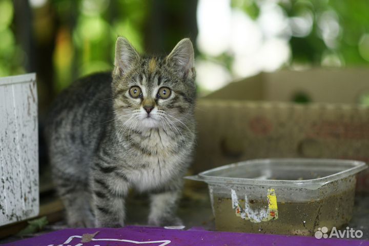 Котенок живет на теплотрассе, нужна семья