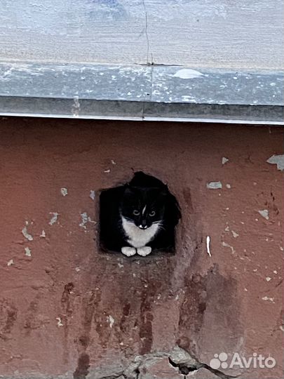 Котик бездомный