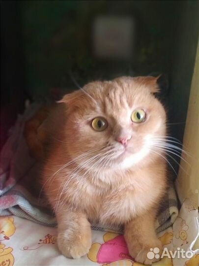 Шотландская