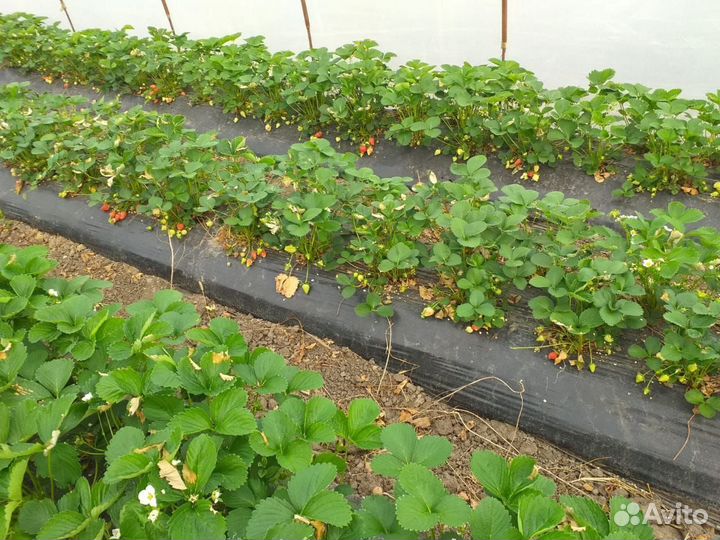 Рассада Клубники зкс