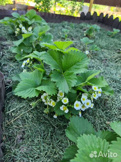 Клубника ремонтантная саженцы