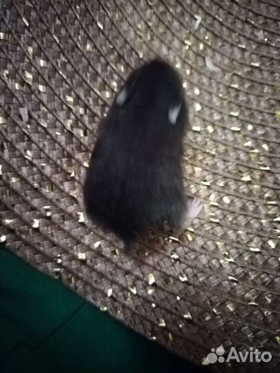 Джунгарские хомяки