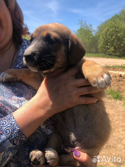 Щенок мальчик Боня, добрюша и ласкун