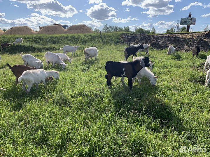 Молоко козье