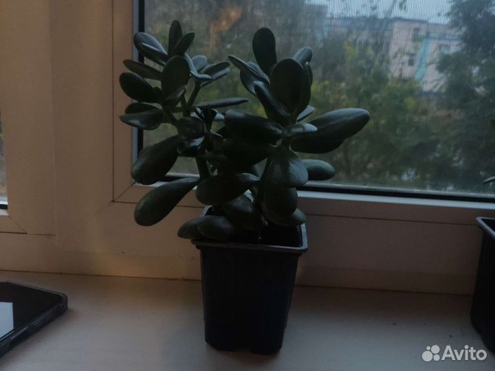 Толстянка крассула