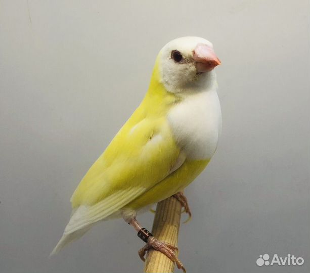 Амадина гульда