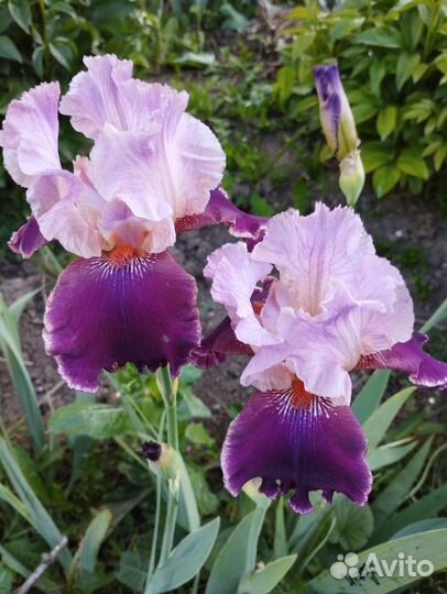 Ирисы Ранние