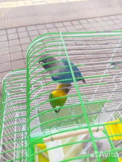 Попугаи неразлучники с клеткой