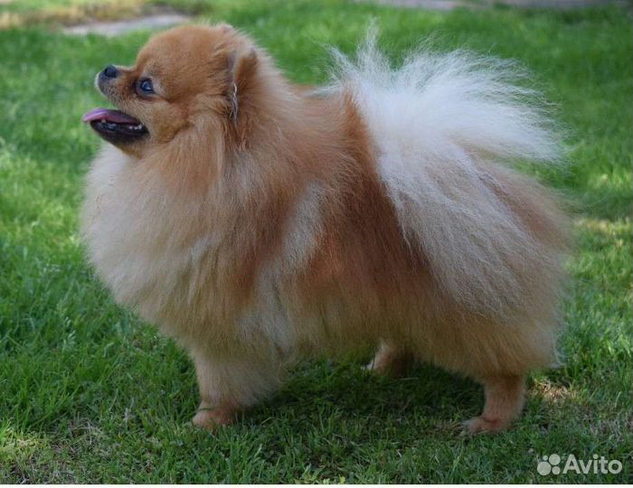 Шикарный мальчик померанского шпица, вязка