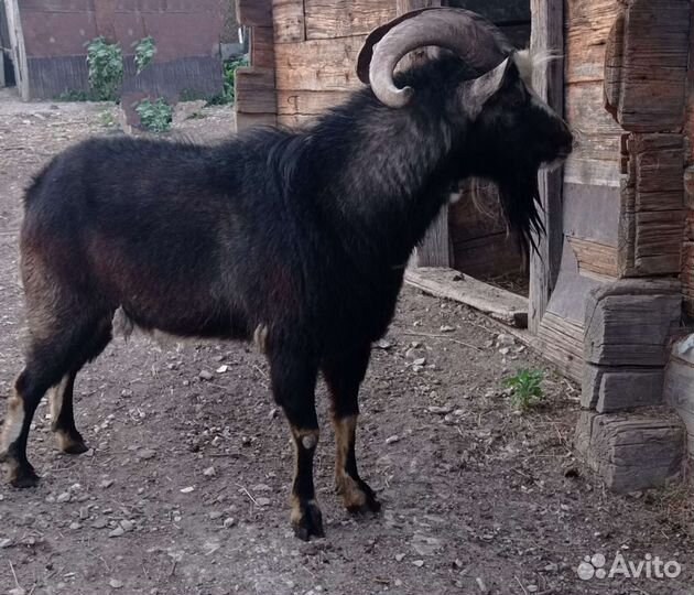 Козел на племя