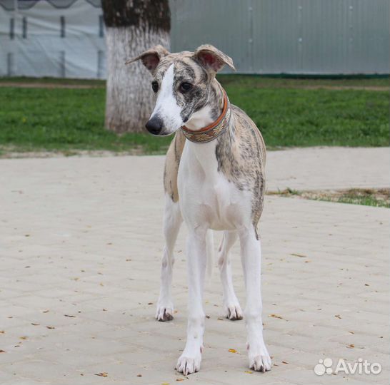 Щенок уиппета