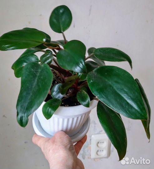 Филодендрон Грин принцесс