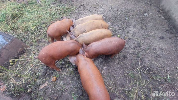 Поросята 2 месяца