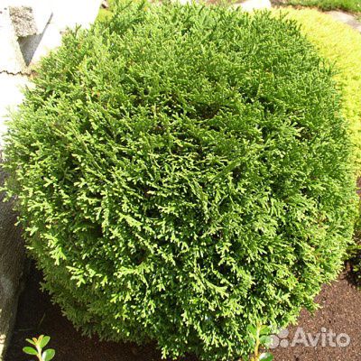 Питомник-С реализует тую Tини Тим