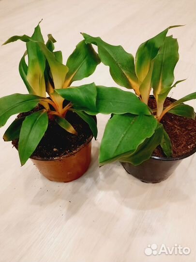 Комнатные растения редкие в наличии