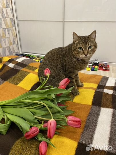 Отдам кота в добрые руки