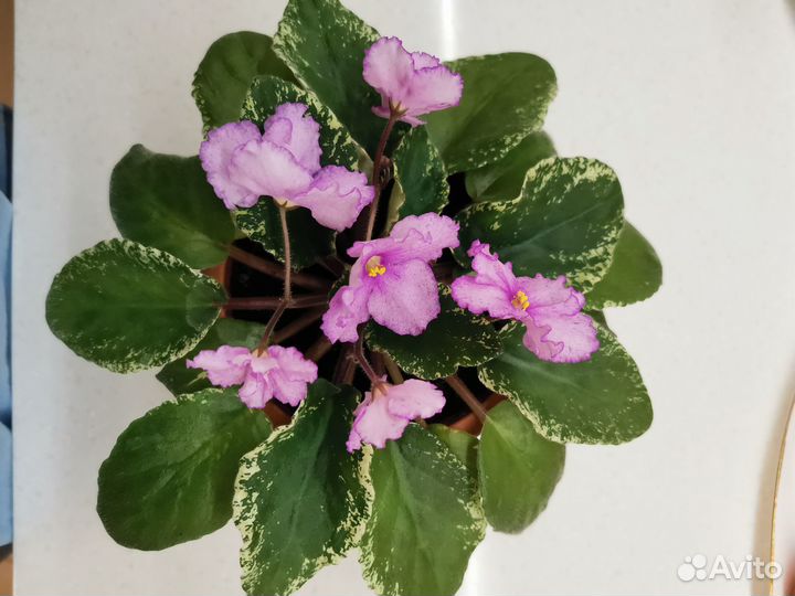 Цветущие фиалки