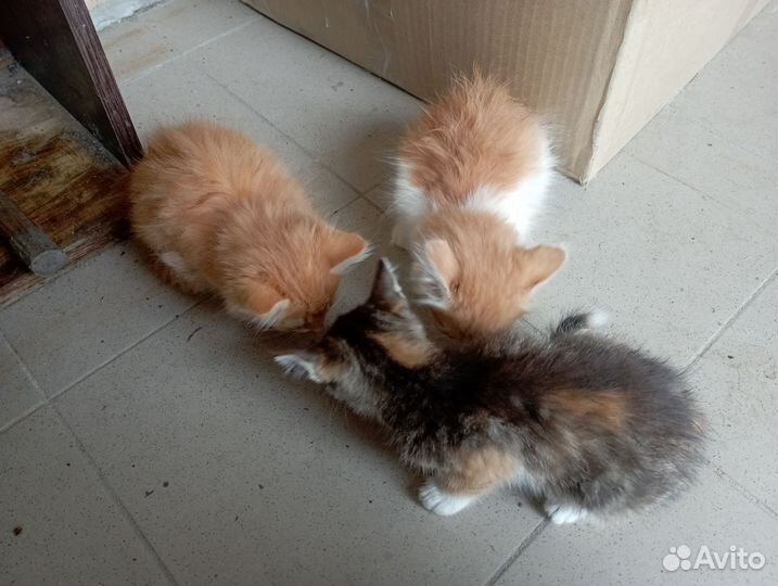 Умные котята