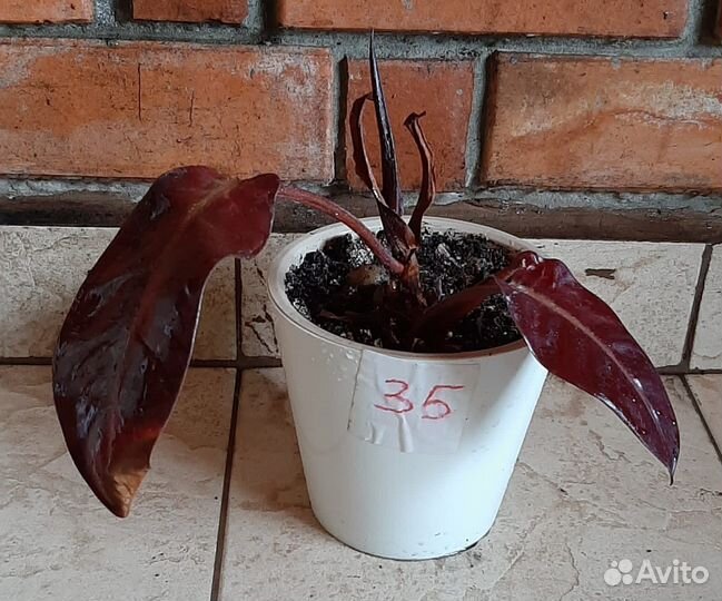 Филодендрон