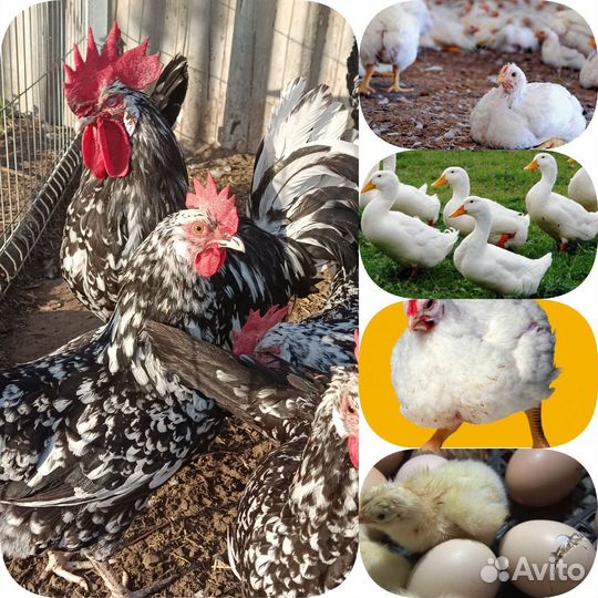 Инкубационное яйцо