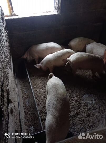 Продам поросят