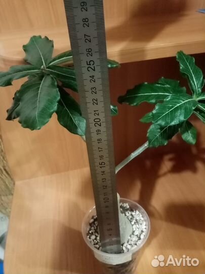 Прививка Персидский кот