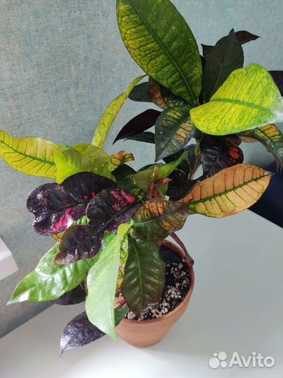 Кротон Миссис Айстон/Буш&Фаер/Петра