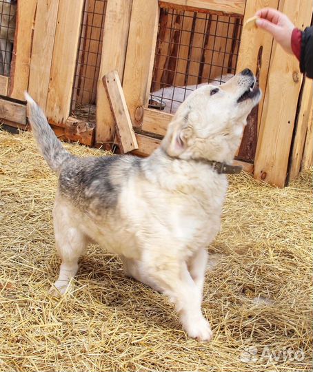 В добрые руки