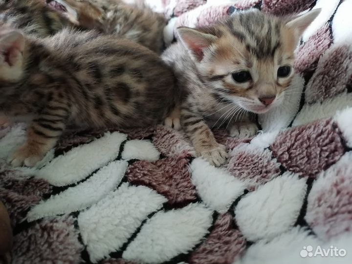 Бенгальские котята