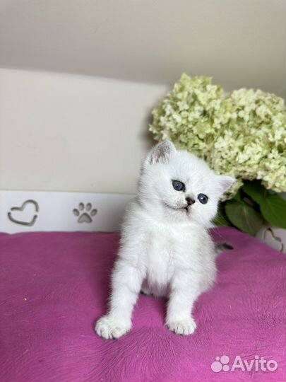 Шиншилловые девочки