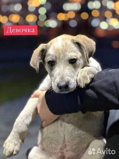 Щенок сирота