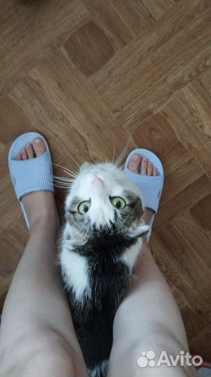 Кот в добрые руки