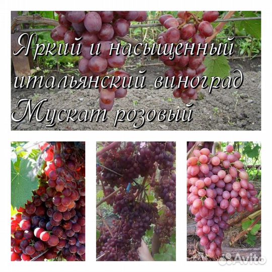 Саженцы винограда / рассада / 3 сорта