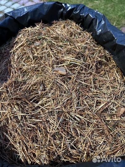 Хвойный опад