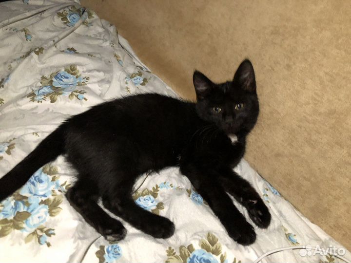 Котенок