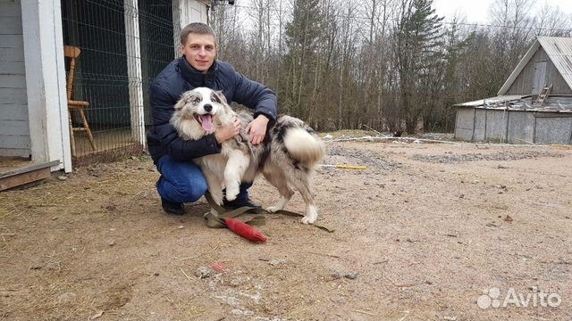 Дрессировка собак