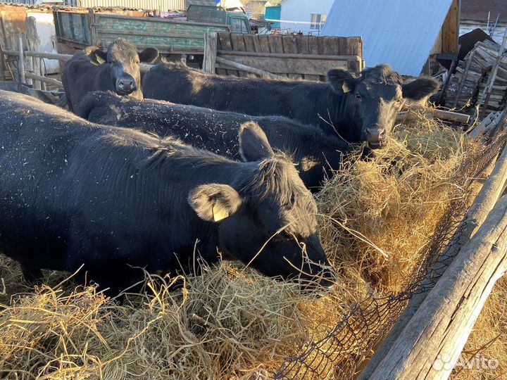 Продаются телки