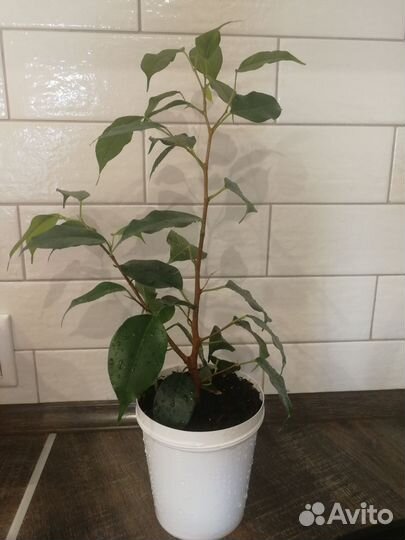 Фикус бенджамина