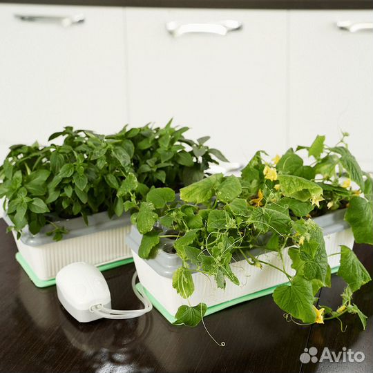 Двойная Чудо-грядка Здоровья клад